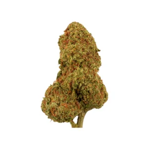 Fruit Punch Treibhaus – CBD-Blüten aus Treibhausanbau mit fruchtigem Aroma, leuchtenden Farben und intensiver Wirkung.